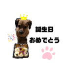 愛犬ピノちゃん（個別スタンプ：23）