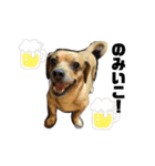 愛犬ピノちゃん（個別スタンプ：24）