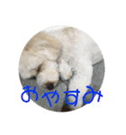 るーちゃんずスタンプ（個別スタンプ：2）
