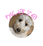るーちゃんずスタンプ（個別スタンプ：12）