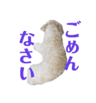 るーちゃんずスタンプ（個別スタンプ：21）