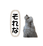 使える！トイプードル！（個別スタンプ：10）