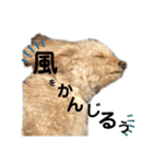 使える！トイプードル！（個別スタンプ：25）