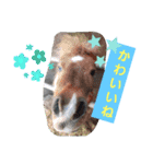 HORSE.R（個別スタンプ：5）