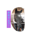 HORSE.R（個別スタンプ：9）