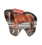 HORSE.R（個別スタンプ：13）