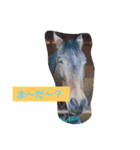 HORSE.R（個別スタンプ：16）