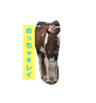 HORSE.R（個別スタンプ：17）