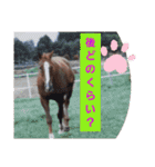 HORSE.R（個別スタンプ：24）