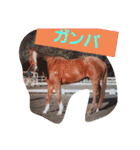 HORSE.R（個別スタンプ：25）