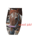 HORSE.R（個別スタンプ：30）