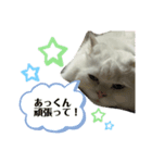 モフモフのちっち②（個別スタンプ：1）