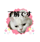 モフモフのちっち②（個別スタンプ：6）