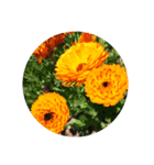 flowers＆more（個別スタンプ：7）