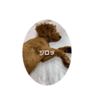 チョコの色んな素顔（個別スタンプ：6）