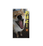 まめちゃんスタンプ讃岐弁ver（個別スタンプ：1）