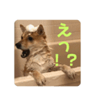 まめちゃんスタンプ讃岐弁ver（個別スタンプ：4）