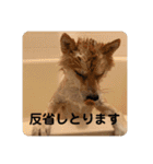 まめちゃんスタンプ讃岐弁ver（個別スタンプ：5）