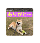 まめちゃんスタンプ讃岐弁ver（個別スタンプ：6）