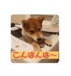 まめちゃんスタンプ讃岐弁ver（個別スタンプ：9）