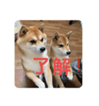 まめちゃんスタンプ讃岐弁ver（個別スタンプ：10）