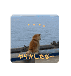 まめちゃんスタンプ讃岐弁ver（個別スタンプ：13）