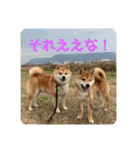 まめちゃんスタンプ讃岐弁ver（個別スタンプ：16）