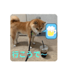 まめちゃんスタンプ讃岐弁ver（個別スタンプ：18）