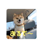 まめちゃんスタンプ讃岐弁ver（個別スタンプ：21）