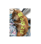 まめちゃんスタンプ讃岐弁ver（個別スタンプ：23）