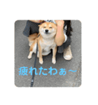 まめちゃんスタンプ讃岐弁ver（個別スタンプ：24）