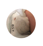 我が家の可愛いあずきちゃん（個別スタンプ：13）