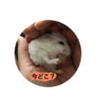 我が家の可愛いあずきちゃん（個別スタンプ：17）