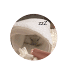 我が家の可愛いあずきちゃん（個別スタンプ：19）