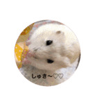 我が家の可愛いあずきちゃん（個別スタンプ：21）