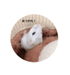 我が家の可愛いあずきちゃん（個別スタンプ：24）