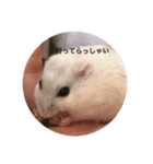 我が家の可愛いあずきちゃん（個別スタンプ：26）