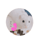 我が家の可愛いあずきちゃん（個別スタンプ：32）