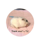 我が家の可愛いあずきちゃん（個別スタンプ：33）