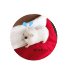我が家の可愛いあずきちゃん（個別スタンプ：34）