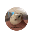 我が家の可愛いあずきちゃん（個別スタンプ：37）