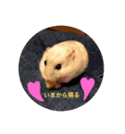 我が家の可愛いあずきちゃん（個別スタンプ：38）