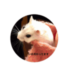 我が家の可愛いあずきちゃん（個別スタンプ：39）