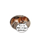 marochanのスタンプ（個別スタンプ：20）