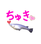 元気なメダカさん❤️（個別スタンプ：1）