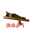 ダイ＆ジロ（個別スタンプ：1）