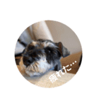 Mシュナのみこし♂③（個別スタンプ：1）