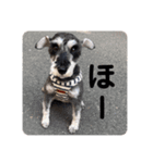 Mシュナのみこし♂③（個別スタンプ：3）