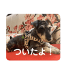 Mシュナのみこし♂③（個別スタンプ：5）