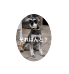 Mシュナのみこし♂③（個別スタンプ：6）
